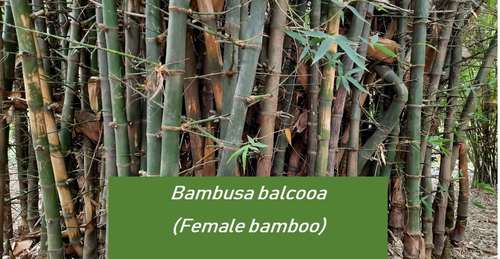 Bambusa balcooa (Known as Female Bamboo)