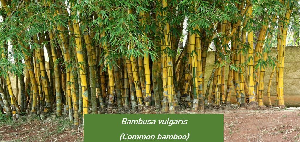 Bambusa vulgaris (Known as Common Bamboo)