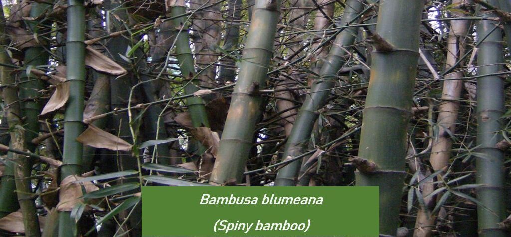 Bambusa blumeana (Known as Spiny Bamboo)