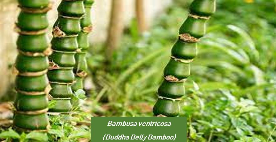 Bambusa ventricosa (Known as Buddha Belly Bamboo)