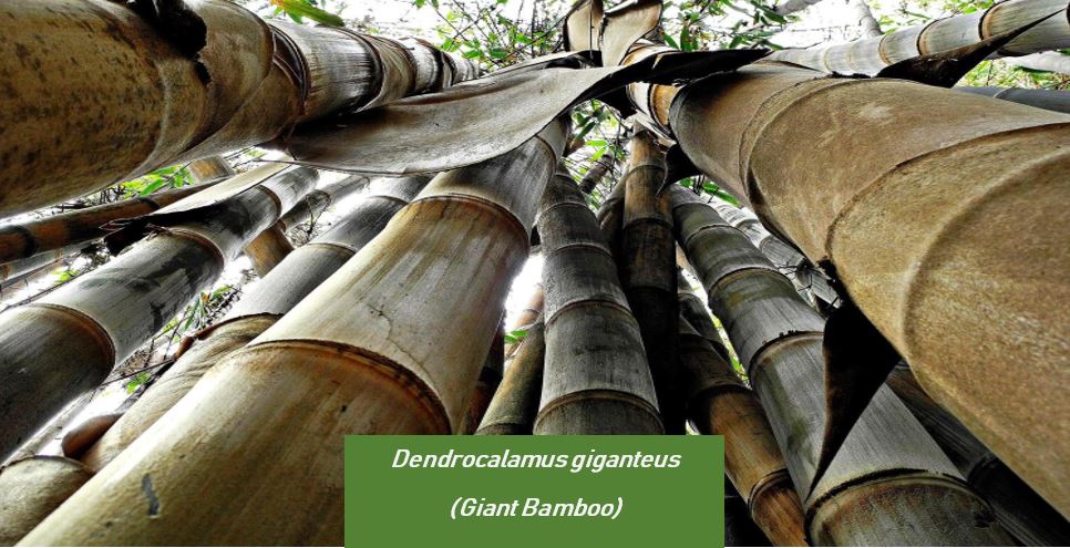 Dendrocalamus giganteus (Known as Giant Bamboo)