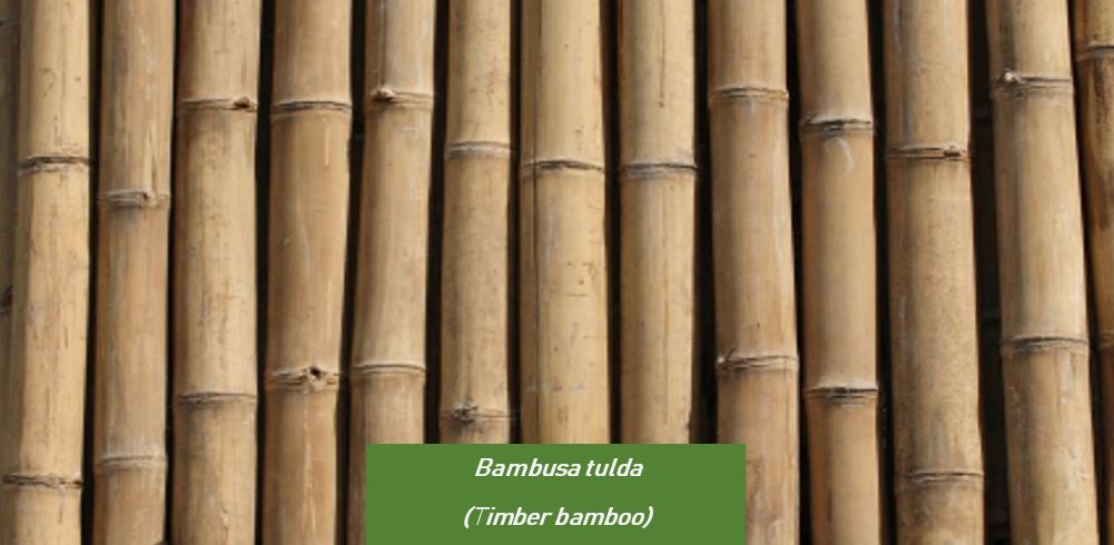 Bambusa tulda (Known as Timber bamboo)