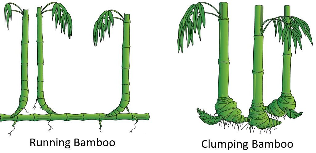 The robust rhizomes of bamboo