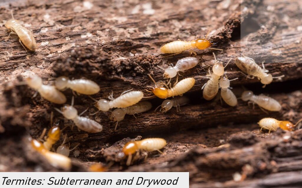 Termites: Subterranean and Drywood