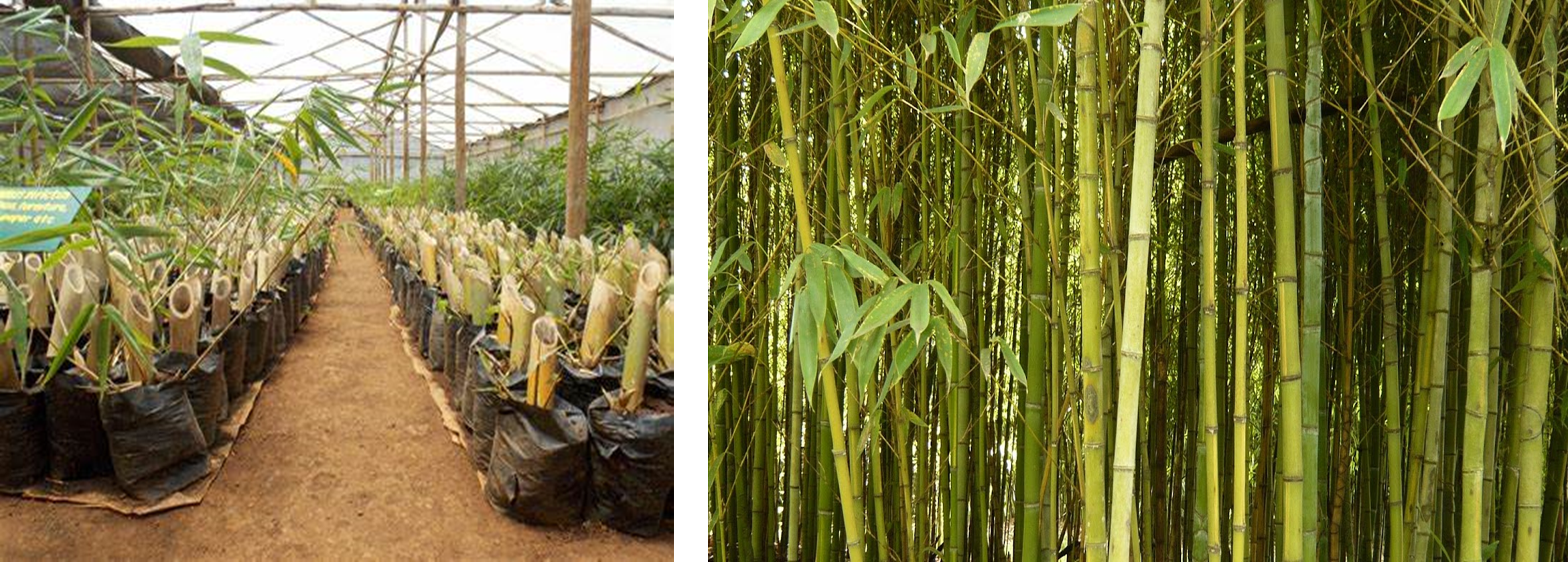 Bamboo Farming in US