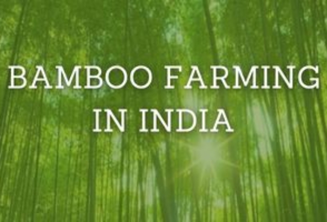 Bamboo Farming in INDIA