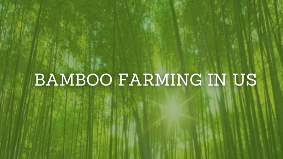 Bamboo Farming in US
