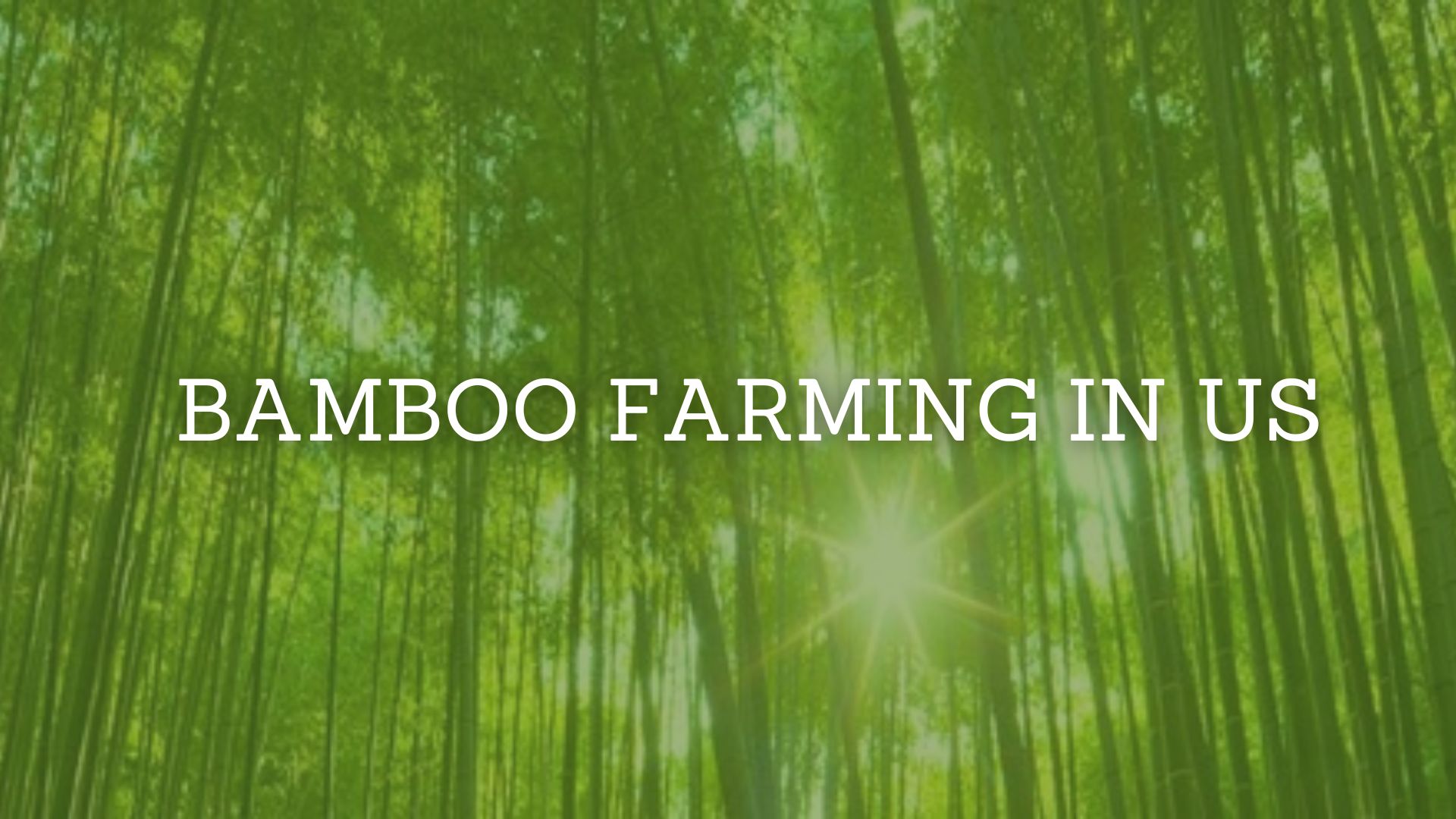 You are currently viewing Bamboo Farming in US: Various Opportunities & Facts
