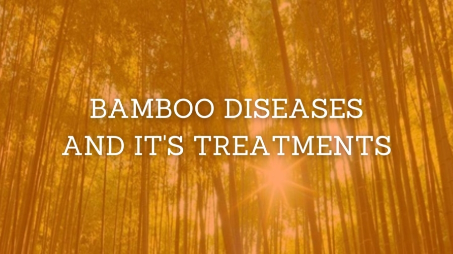 Bamboo Deseases
