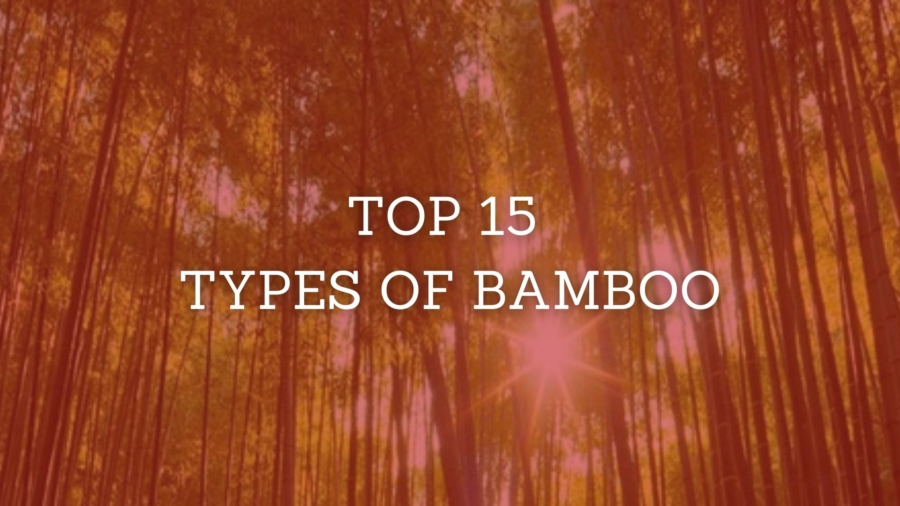 Bamboo Types
