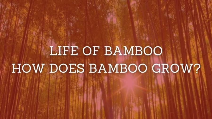 Bamboo Life