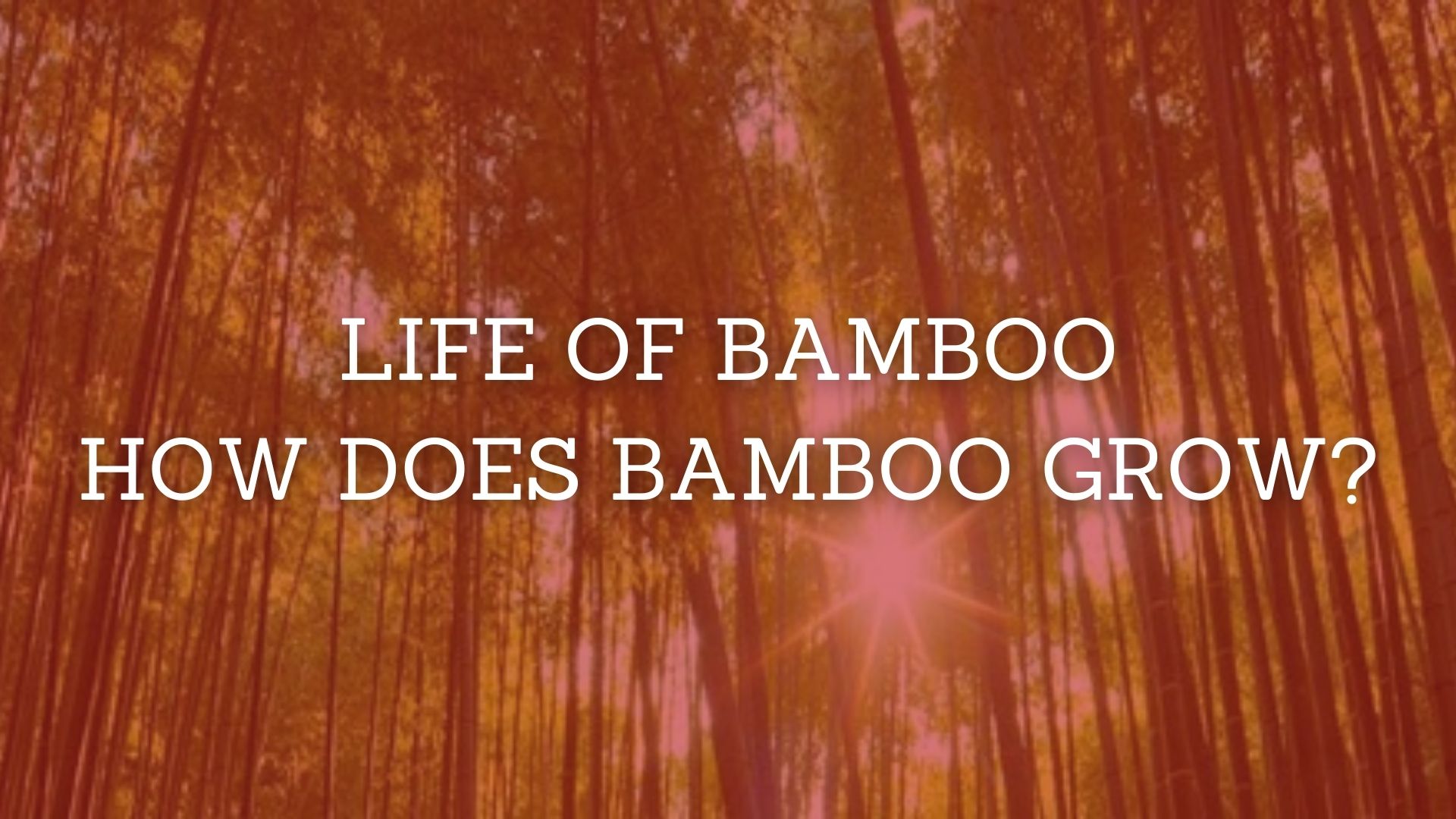 You are currently viewing Life of Bamboo: How Does Bamboo Grow? (With FAQs)